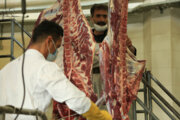 تولید گوشت عشایر خراسان شمالی ۱۳ درصد کاهش یافت
