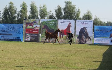 بیست و نهمین جشنواره قهرمانی زیبایی اسب اصیل ایرانی در گتوند