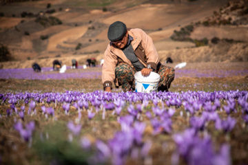 Cosecha de azafrán en el norte de Irán