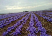 سطح زیر کشت زعفران در سیستان و بلوچستان به ۳۴ هکتار رسید