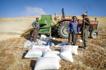 Traditional wheat harvest in western Iran