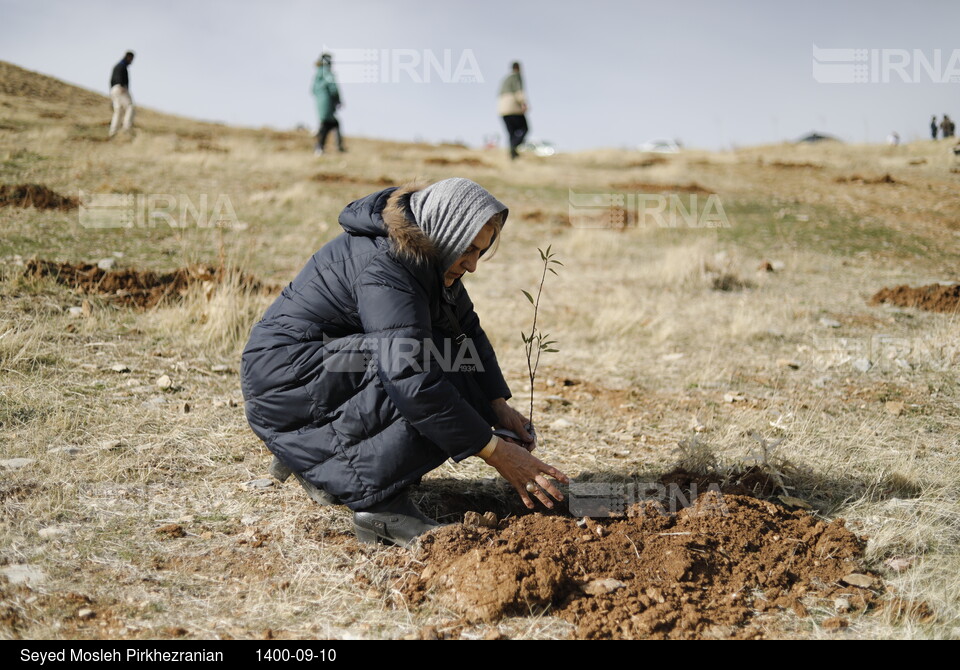 پویش مردمی بذرکاری برای احیای جنگل های زاگرس