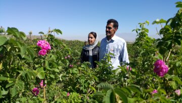 برداشت گل محمدی از مزارع «خوش آباد» ملایر