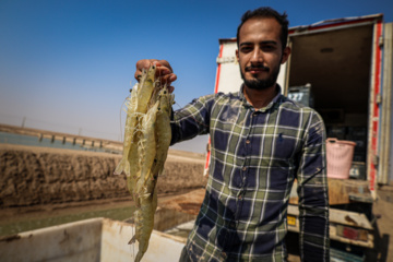 برداشت میگو از مزارع چوئبده