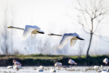 World Migratory Bird Day