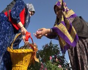 نخستین بار در مشگین‌شهر گلاب‌گیری شد