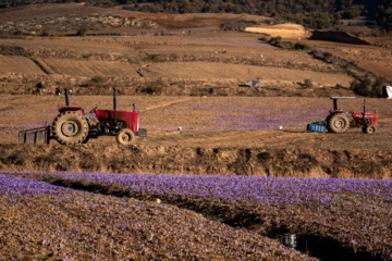 Cosecha de azafrán en el norte de Irán