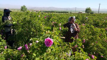 برداشت گل محمدی از مزارع «خوش آباد» ملایر