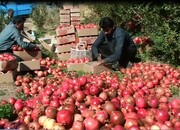 جشنواره "انار میوه بهشتی" در پاکدشت برگزار شد