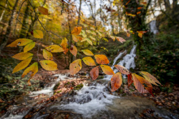 Espectáculo de color cuando el otoño llega a Mazandarán