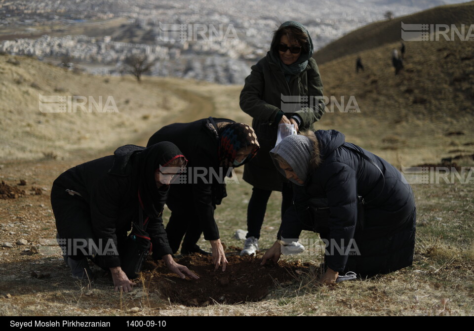 پویش مردمی بذرکاری برای احیای جنگل های زاگرس