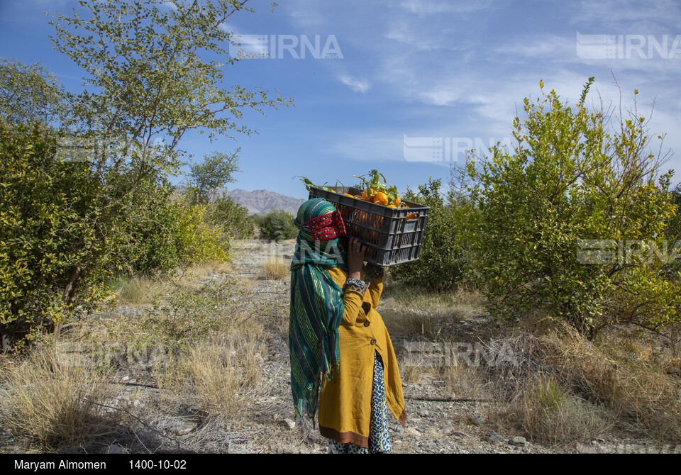 زندگی در بخش احمدی هرمزگان