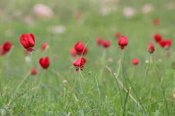 چشم اندازهایی از بهار در طبیعت اندیکا