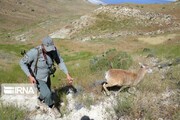 محیط‌بان همدانی آزاد می‌شود