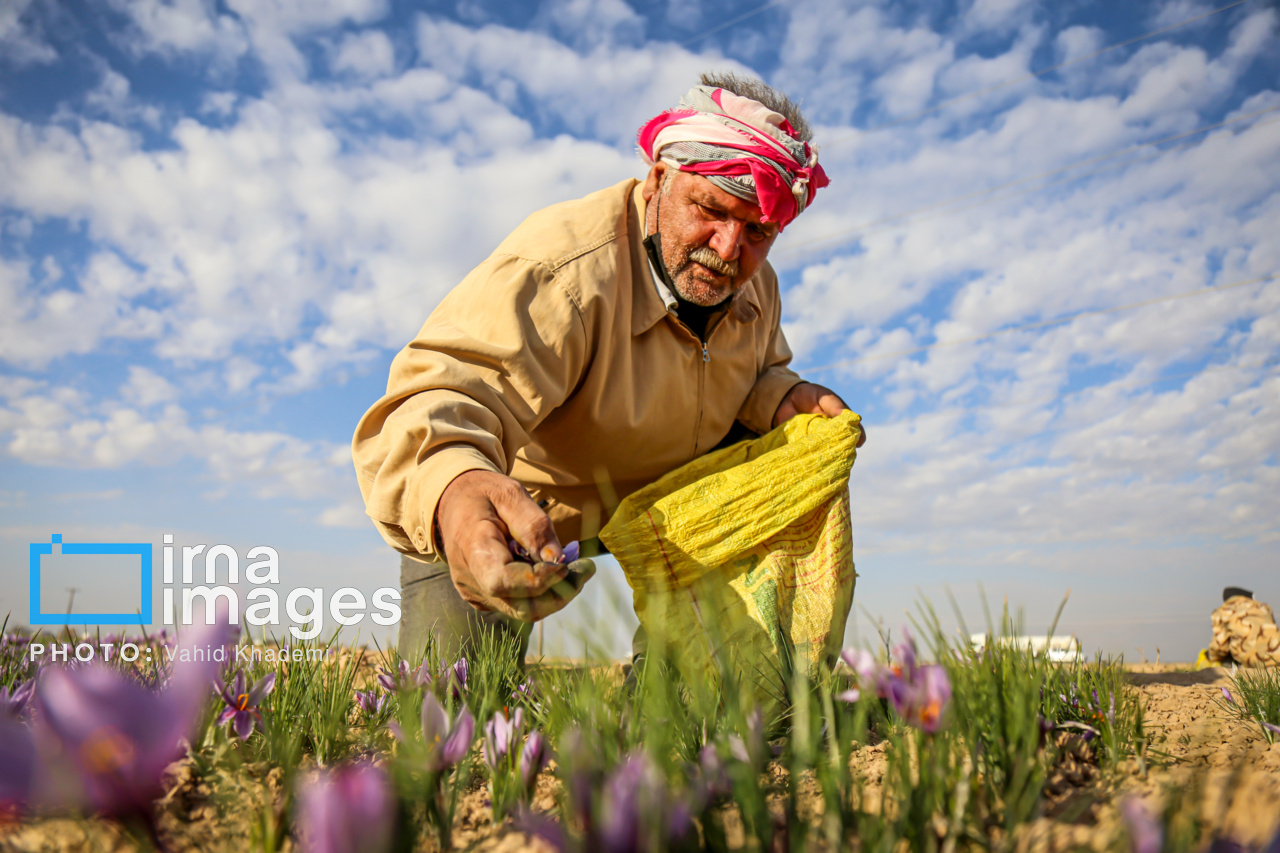 برداشت زعفران از مزارع خراسان شمالی