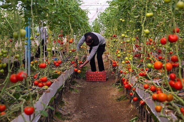 افزایش ۴۸ درصدی تولیدات باغی یزد با بهره‌وری از منابع آب