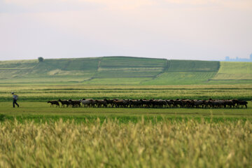 طبیعت بهاری تفرجگاه فندقلو نمین در استان اردبیل