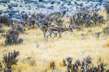 Iranian goitered gazelle