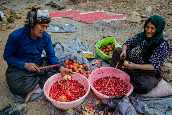 برداشت انار در «هورامان»