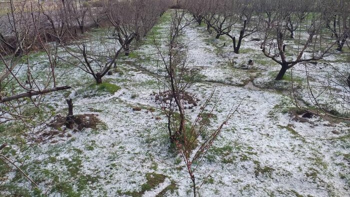 بارش تگرگ به باغات و مزارع کشاورزی کرمانشاه خسارت زد