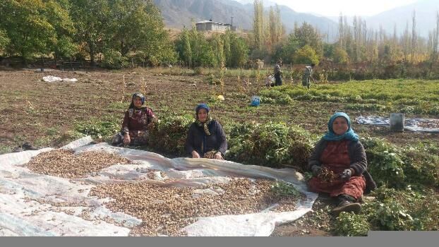 60 صندوق اعتبارات خرد زنان روستایی در استان اردبیل فعال است