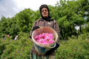 سالانه ۸۰۰ هزار لیتر عرق گلاب در آذریجان‌غربی استحصال می‌شود