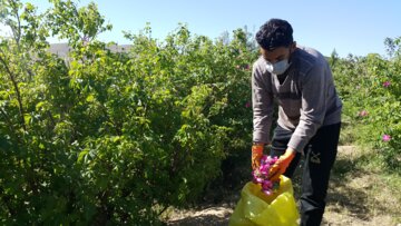 برداشت گل محمدی از مزارع «خوش آباد» ملایر