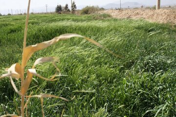 مزارع گندم وجو در سمنان