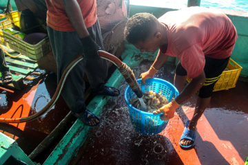 Pesca de camarones y peces en el Golfo Pérsico