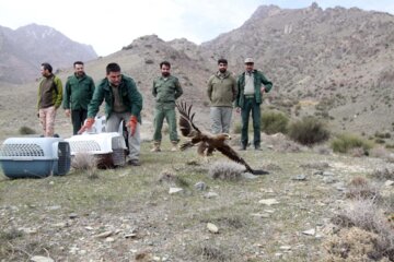 تعدادی از پرندگان شکاری در منطقه حفاظت‌شده پلنگ‌دره قم رهاسازی شدند