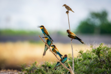 Merops apiaster