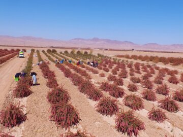 برداشت زرشک در خراسان جنوبی