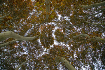 Autumn leaves in Pahlavanpur Garden