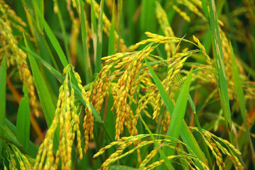 نخستین خوشه های برنج در  گیلان به بار نشست