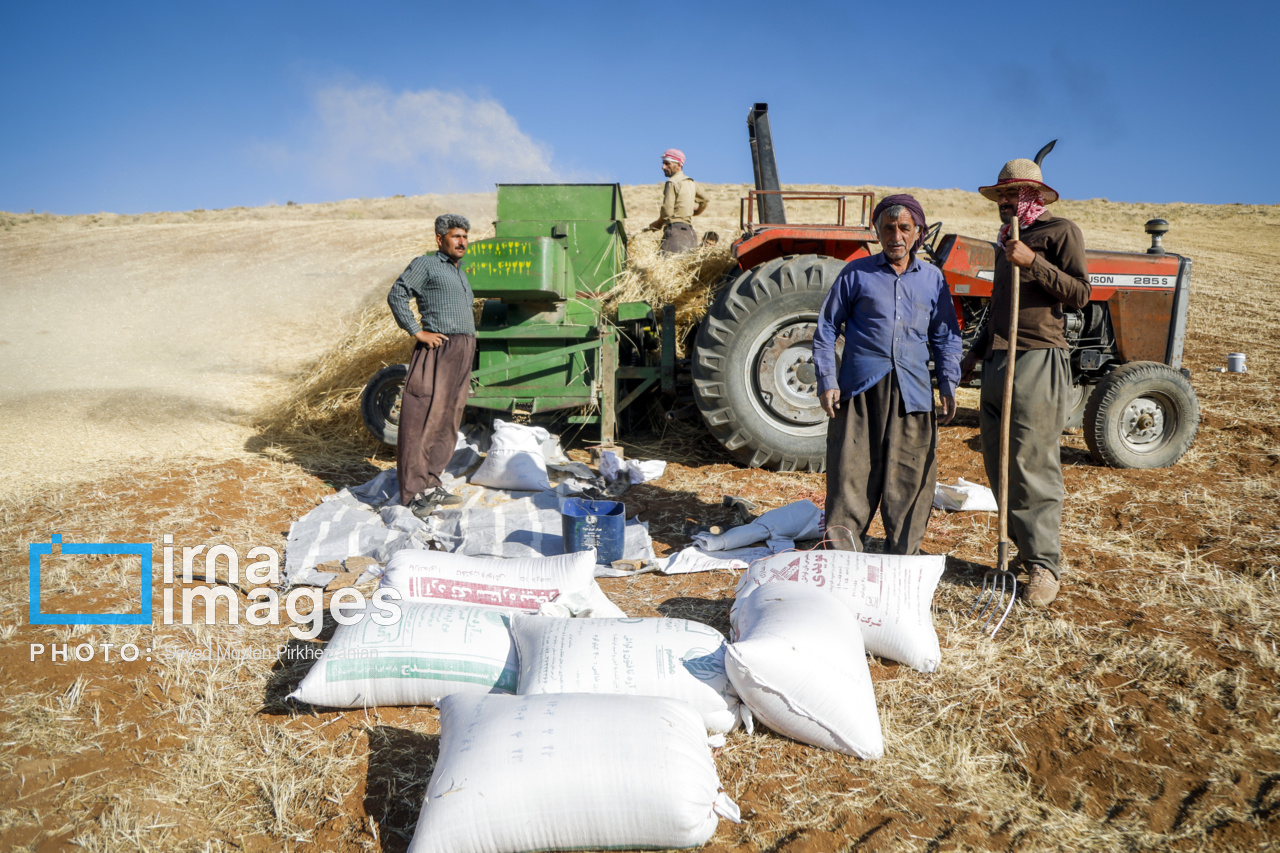 برداشت سنتی گندم از مزارع کردستان