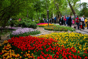 Tulpenparty im persischen Garten