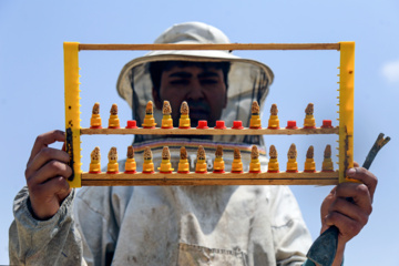 Bee  Breeding