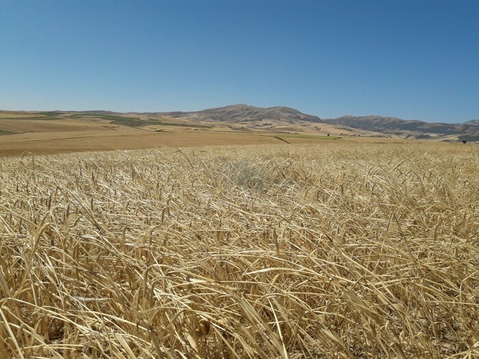 گندمکاران کردستانی دلخوش وعده‌های سرخرمن