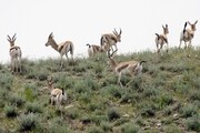 تاکنون مجوزی برای پرورش آهو در خوزستان صادر نشده است