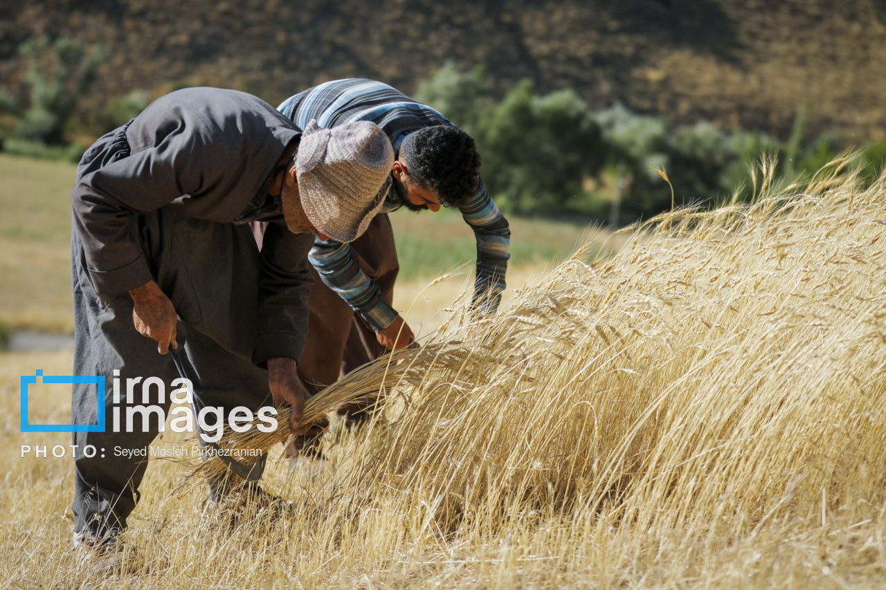 برداشت سنتی گندم از مزارع کردستان