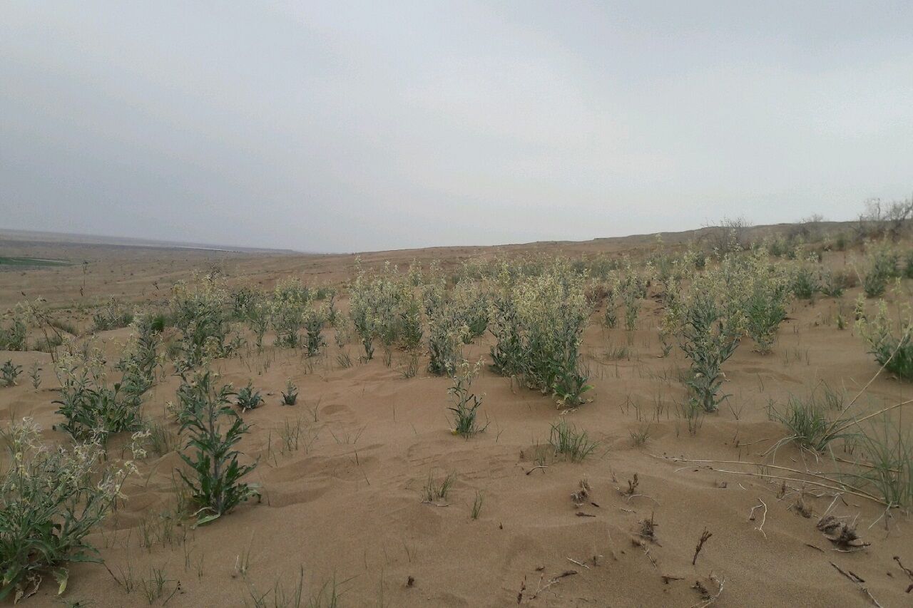 بارش باران در نقاط کویری آران‌وبیدگل